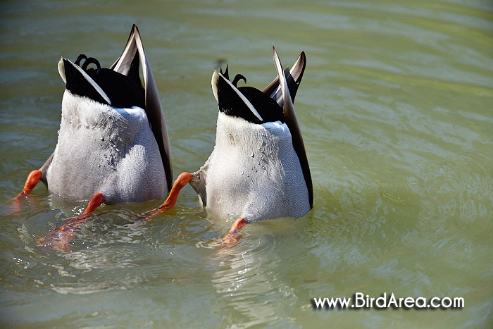 Mallard, Anas platyrhynchos