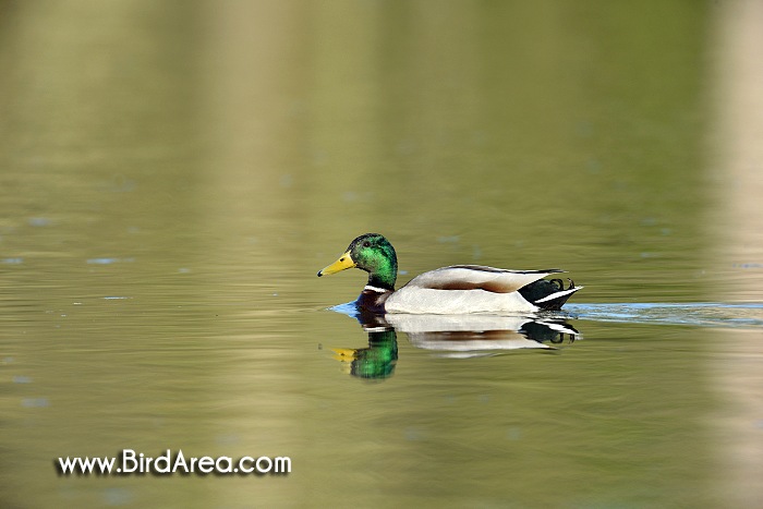 Mallard, Anas platyrhynchos