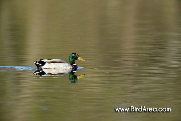 Mallard, Anas platyrhynchos