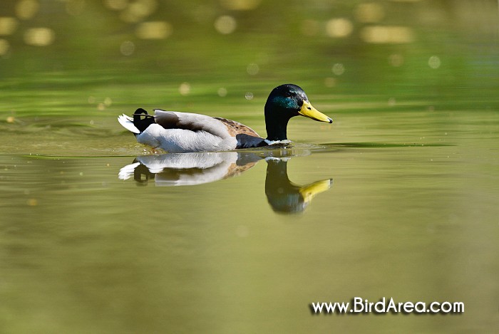 Mallard, Anas platyrhynchos