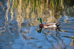 Kachna divoká, Mallard, Anas platyrhynchos