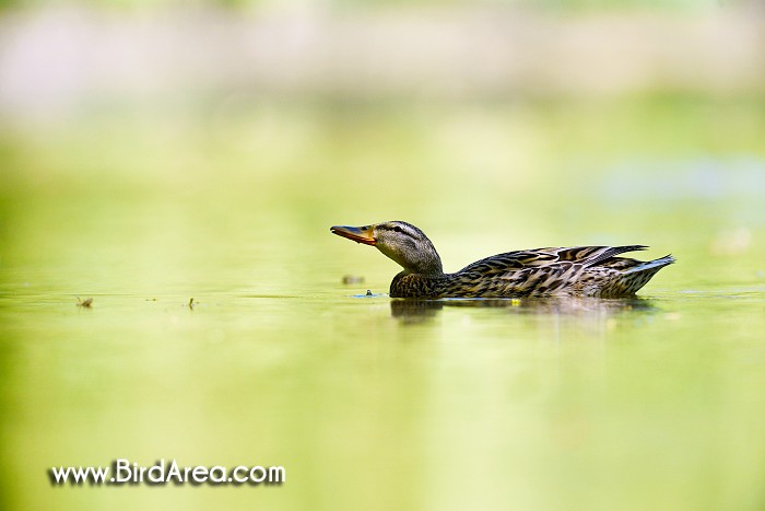 Mallard, Anas platyrhynchos