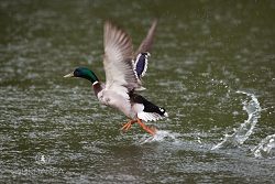 Kachna divoká, Mallard, Anas platyrhynchos