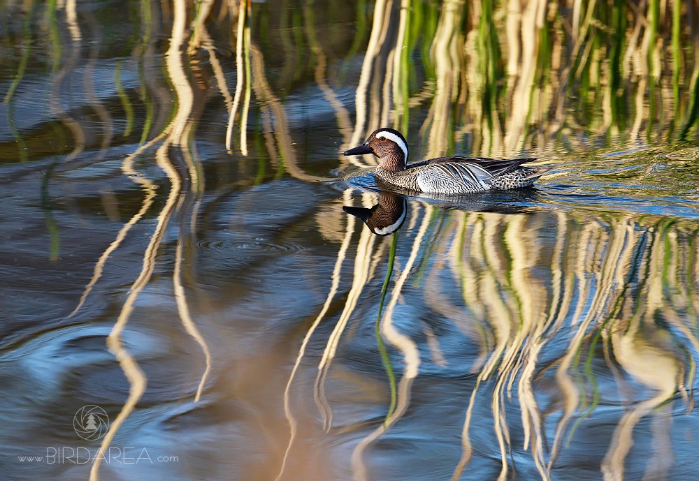 Čírka modrá, Garganey, Anas querquedula