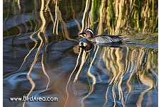 Garganey, Anas querquedula