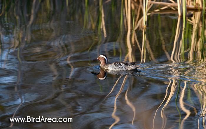 Garganey, Anas querquedula