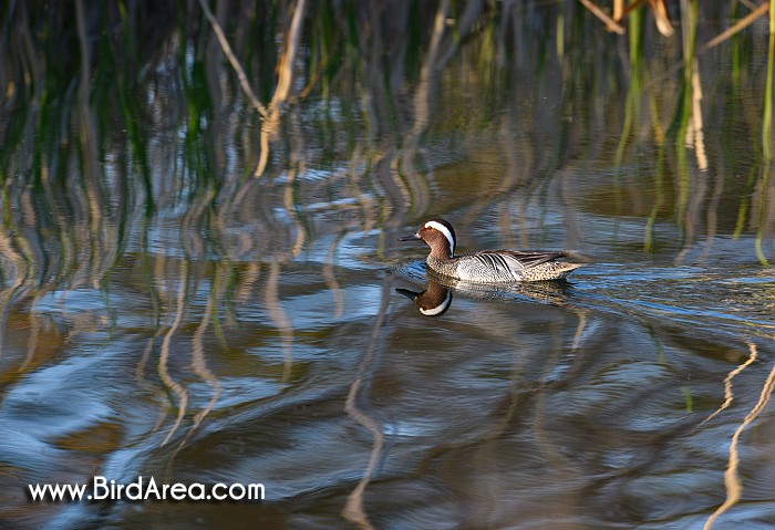 Garganey, Anas querquedula