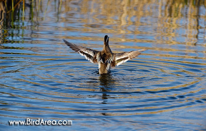 Garganey, Anas querquedula