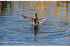 Garganey, Anas querquedula