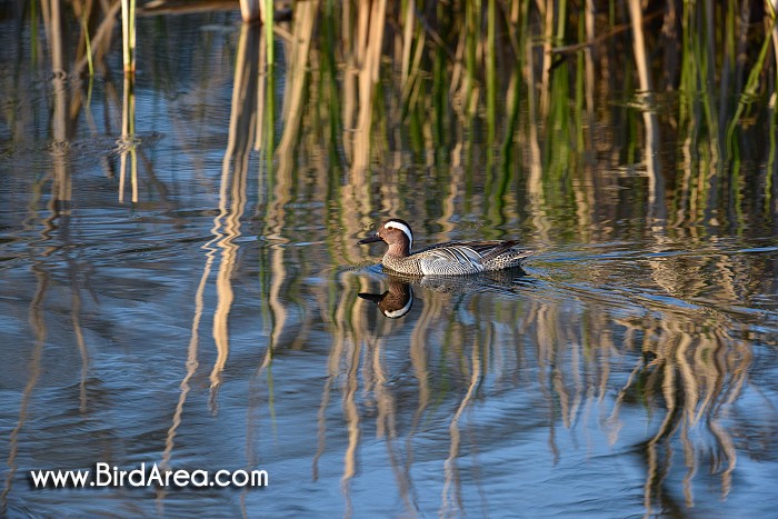 Garganey, Anas querquedula