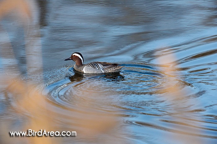 Garganey, Anas querquedula