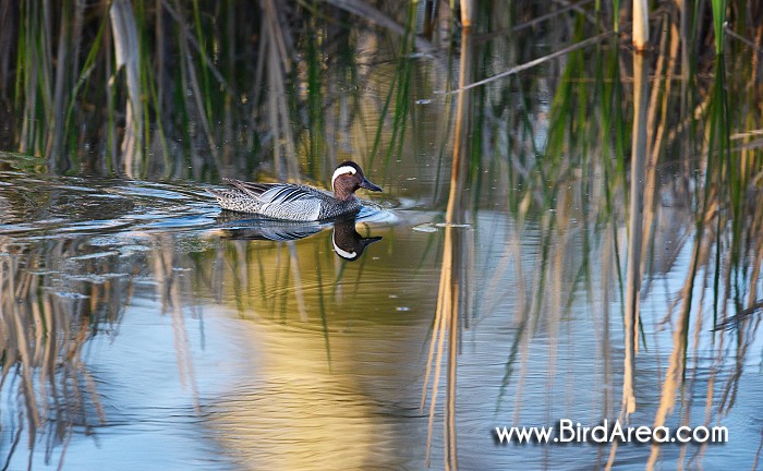 Garganey, Anas querquedula