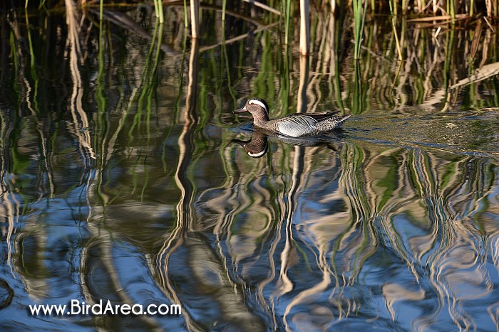 Garganey, Anas querquedula