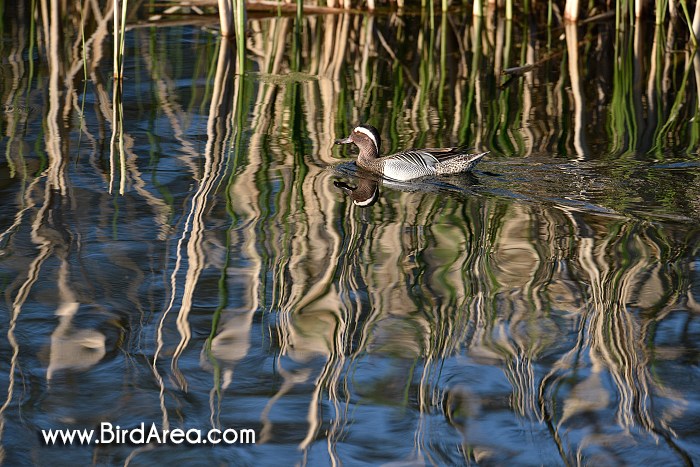 Garganey, Anas querquedula