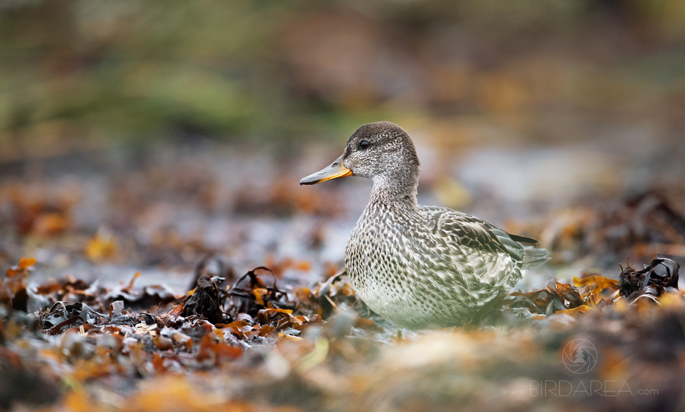 Kopřivka obecná, Gadwall, Anas strepera