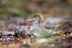 Kopřivka obecná, Gadwall, Anas strepera