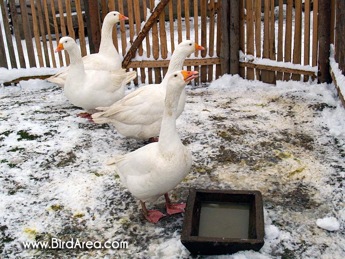 Domestic Goose, Anser anser f. domesticus