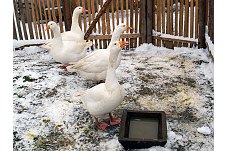 Domestic Goose, Anser anser f. domesticus