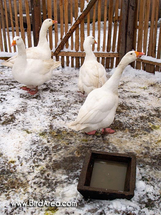 Domestic Goose, Anser anser f. domesticus