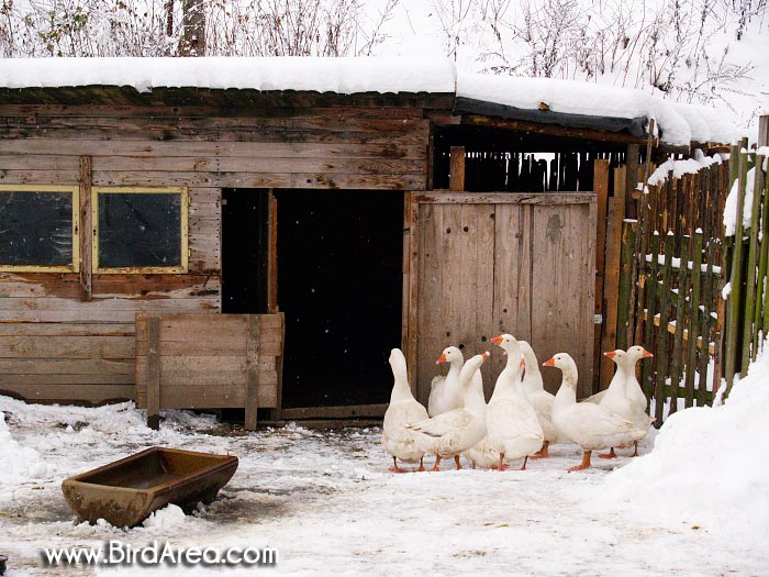 Domestic Goose, Anser anser f. domesticus