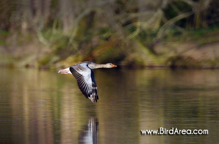 Greylag Goose, Anser anser