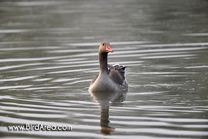 Greylag Goose, Anser anser