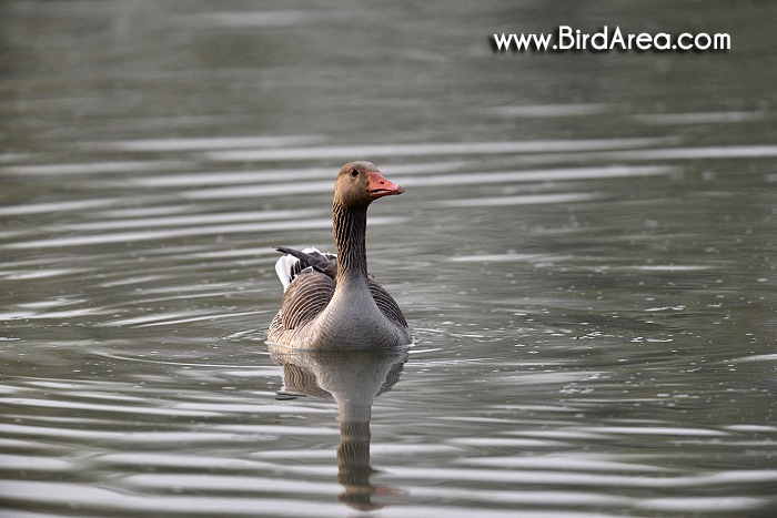 Greylag Goose, Anser anser