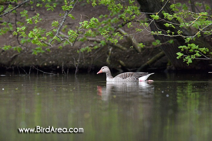 Greylag Goose, Anser anser