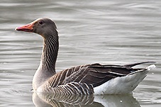 Greylag Goose, Anser anser