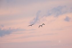 Volavka bílá, Great  Egret, Ardea alba