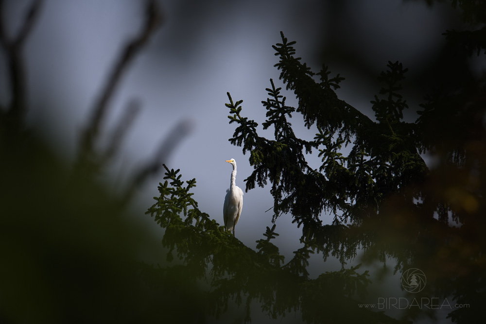 Volavka bílá, Great  Egret, Ardea alba