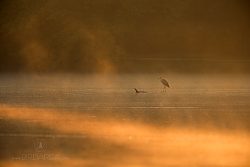 Volavka popelavá, Grey Heron, Ardea cinerea