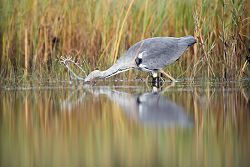 Volavka popelavá, Grey Heron, Ardea cinerea