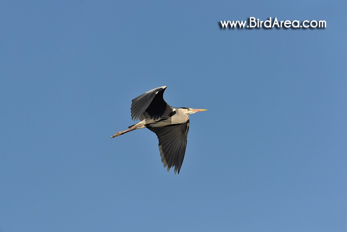 Grey Heron, Ardea cinerea