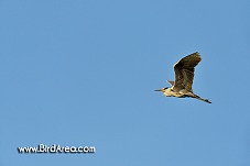 Grey Heron, Ardea cinerea