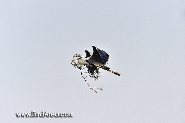 Grey Heron, Ardea cinerea