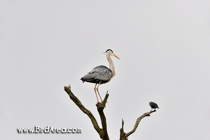 Volavka popelavá, Ardea cinerea