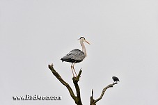 Grey Heron, Ardea cinerea
