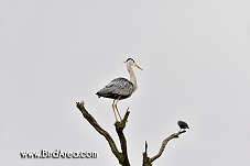 Volavka popelavá, Ardea cinerea