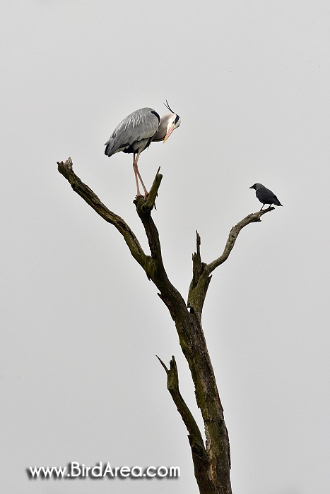 Grey Heron and Eurasian Jackdaw