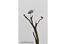 Grey Heron, Ardea cinerea