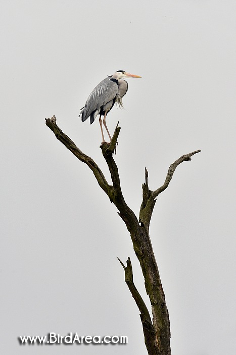Grey Heron, Ardea cinerea