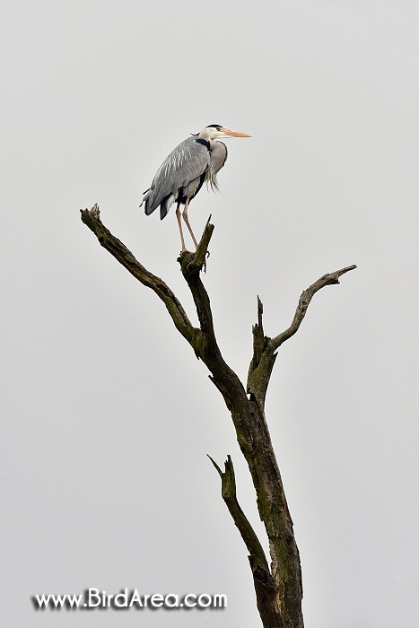 Volavka popelavá, Ardea cinerea