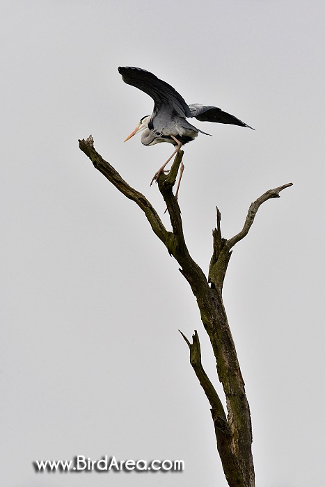 Grey Heron, Ardea cinerea