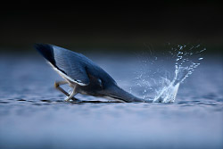 Volavka popelavá, Grey Heron, Ardea cinerea