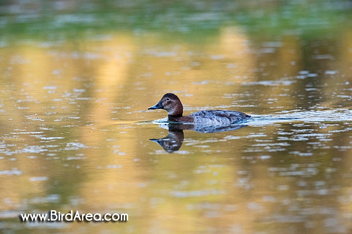 Common Pochard, Aythya ferina