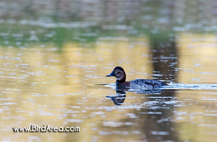 Common Pochard, Aythya ferina