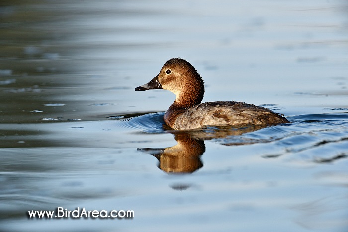 Common Pochard, Aythya ferina