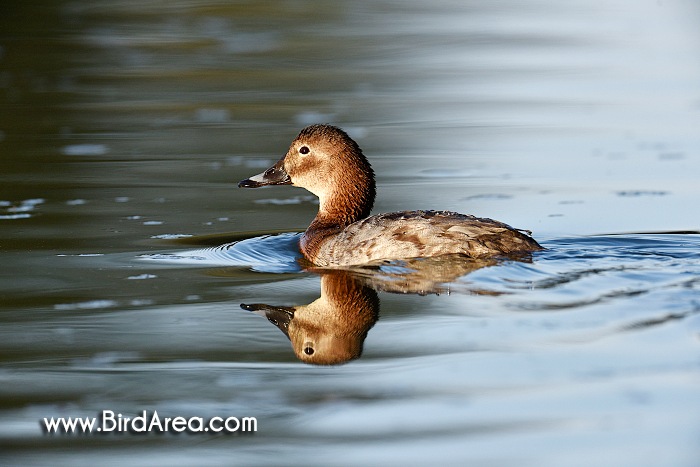 Common Pochard, Aythya ferina