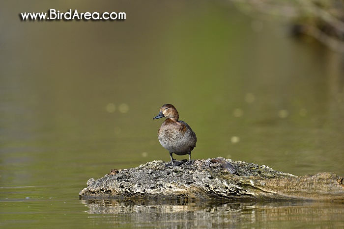 Common Pochard, Aythya ferina